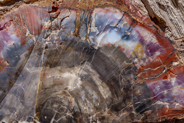 Holbrook zkamenělá dřevěná výseč - Fotografie, Obrázek