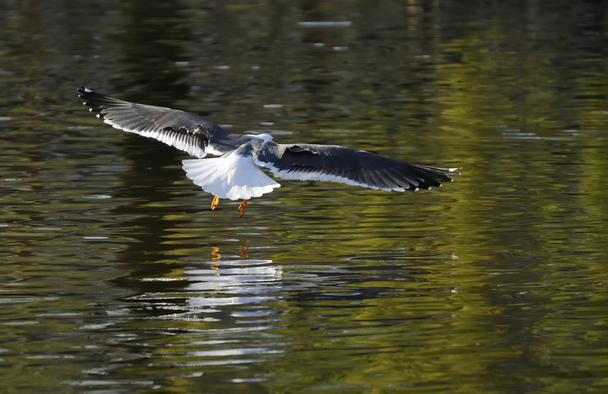 Lesser Black-backed gull - Photo, Image