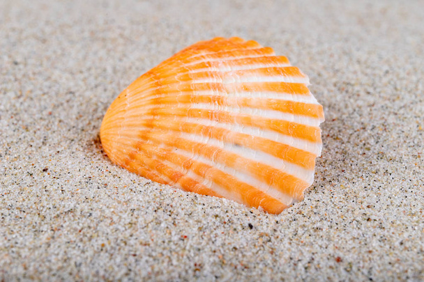 Empty shells on sea sand on the beach. Colorful shells of sea sn - Foto, immagini