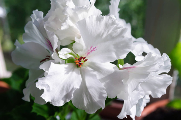 Όμορφο λευκό λουλούδι του Βασιλικού Γεράνι στον κήπο. - Φωτογραφία, εικόνα