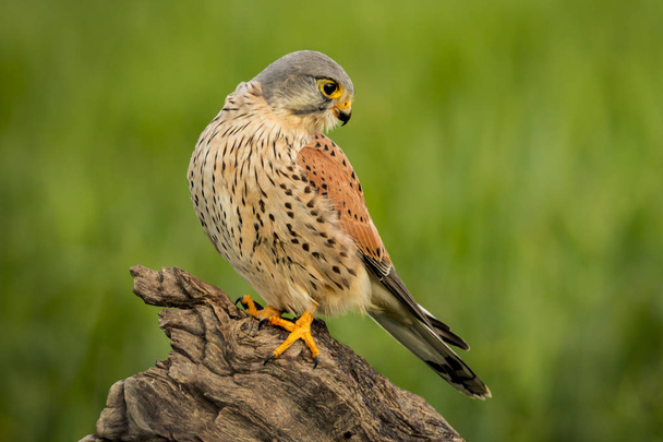 Beautiful profile of a kestrel in the nature with a natural background - Photo, Image