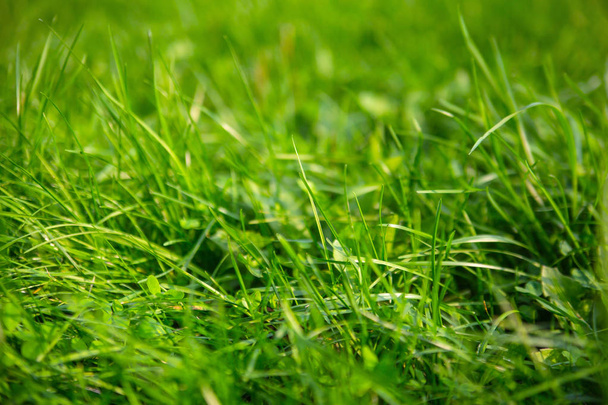Green grass lawn juicy fresh - Photo, Image