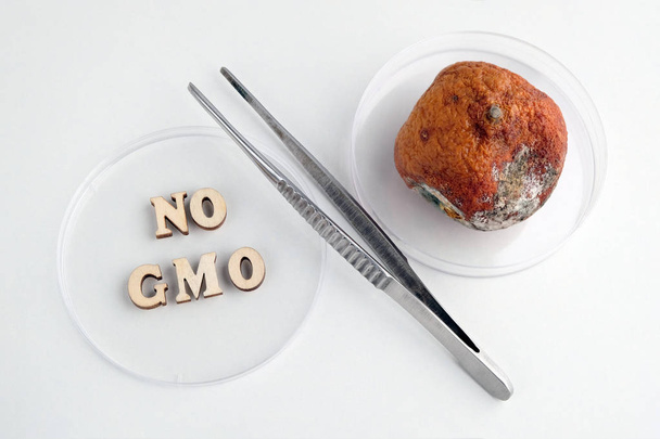 No GMO inscription made of wooden letters. Tweezers and petri dishes. Spoiled tangerine with mold. Symbol of percent. Laboratory tests and citrus quality. - Photo, Image