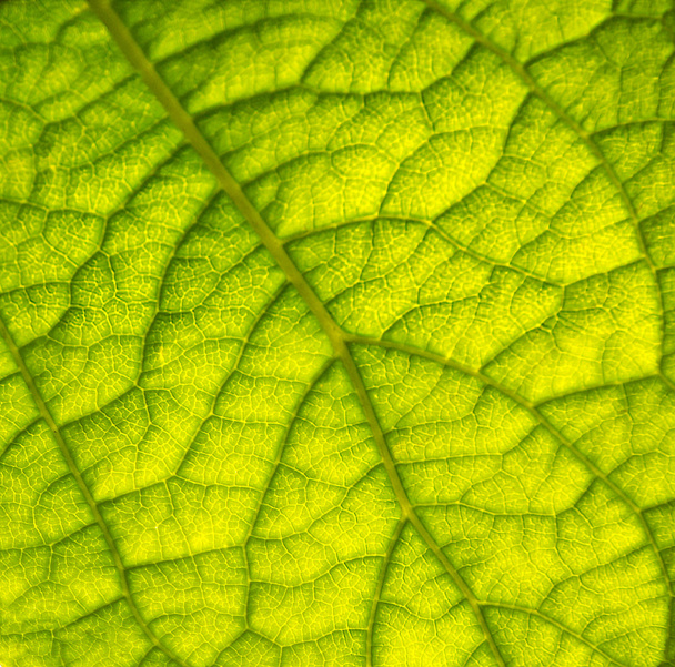 La textura macro de la hoja verde
 - Foto, imagen