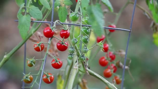 kleine Tomaten, die am Weinstock reifen - Filmmaterial, Video
