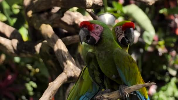Пара зелений червоний ара папуги на гілці в резерві на острові Балі - Кадри, відео