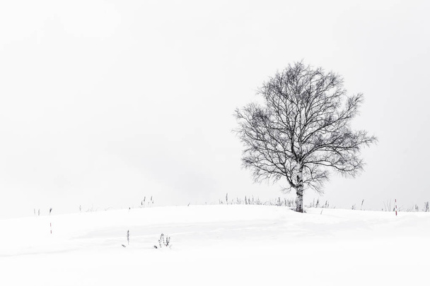 Bela paisagem com árvore solitária na temporada de inverno de neve
 - Foto, Imagem