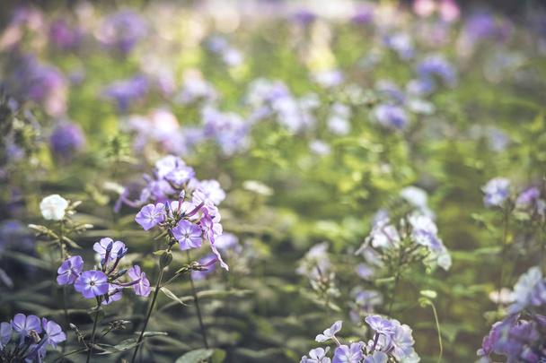 自然園芸非焦点ボケ環境におけるソフトフォーカス小さな紫色の花の芸術的な花の写真  - 写真・画像