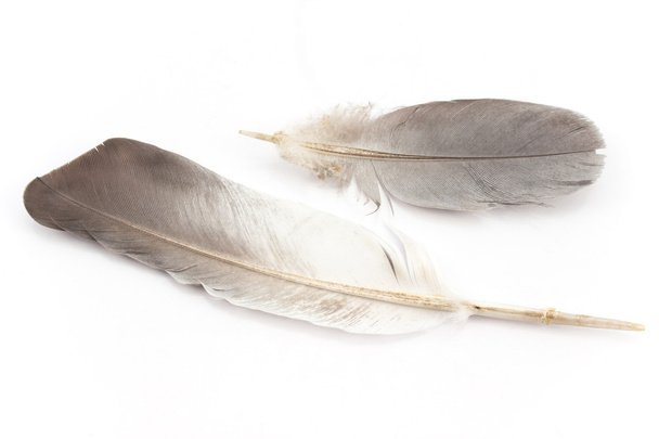 Dos plumas aisladas en blanco
 - Foto, imagen