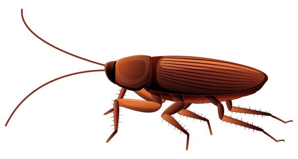 Cockroach on white background - Vector, Image