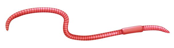 червь на белом фоне
 - Вектор,изображение