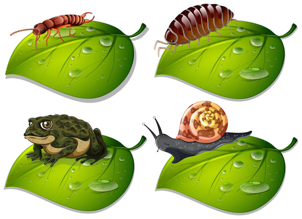 Quattro tipi di insetti su foglie verdi
 - Vettoriali, immagini