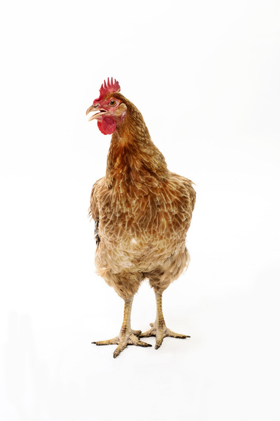 Alive chicken - Foto, Imagem