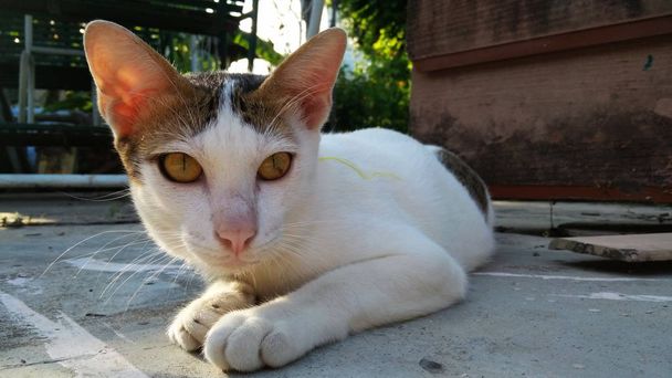 Thai Cat en muchas acciones. Gato siamés en el pueblo local
. - Foto, Imagen