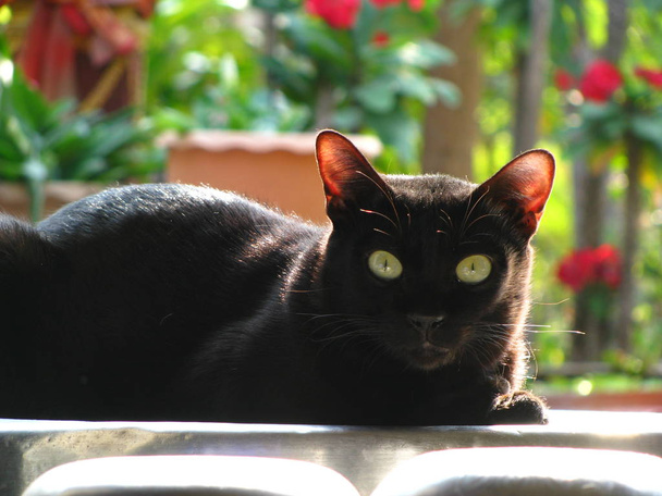 Primer plano del guapo gato negro tailandés en la aldea local
. - Foto, Imagen
