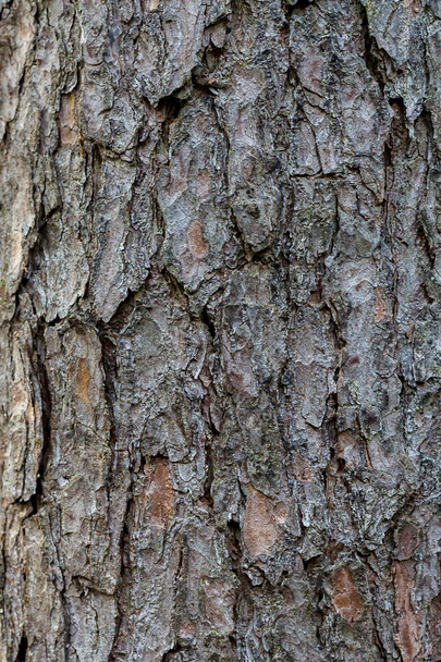 Bark of pine tree for background texture. - Zdjęcie, obraz