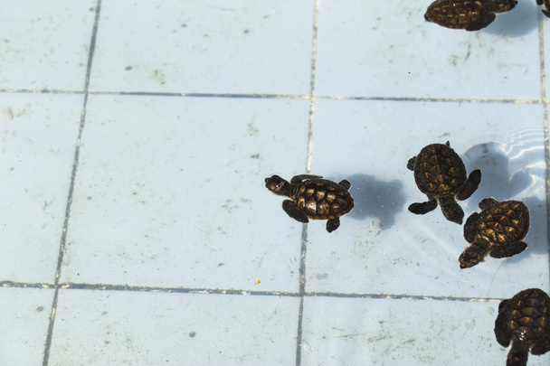 Pequeno bebê tartarugas marinhas no berçário, Tailândia
 - Foto, Imagem
