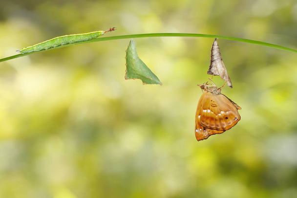 Isolatetd transformacji firmy caterpillar i poczwarki samców - Zdjęcie, obraz