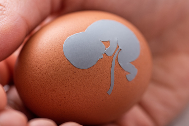 perto de médico segurando ovo com silhueta de bebê
  - Foto, Imagem