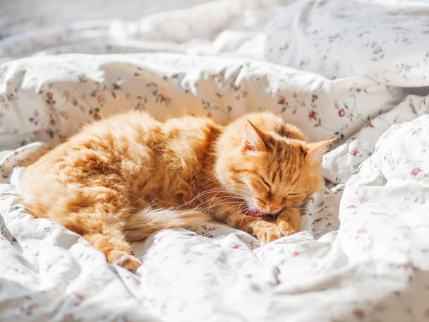 Cute ginger cat lying in bed. Fluffy pet is licking it's fur.Cozy morning bedtime at home. - Foto, immagini