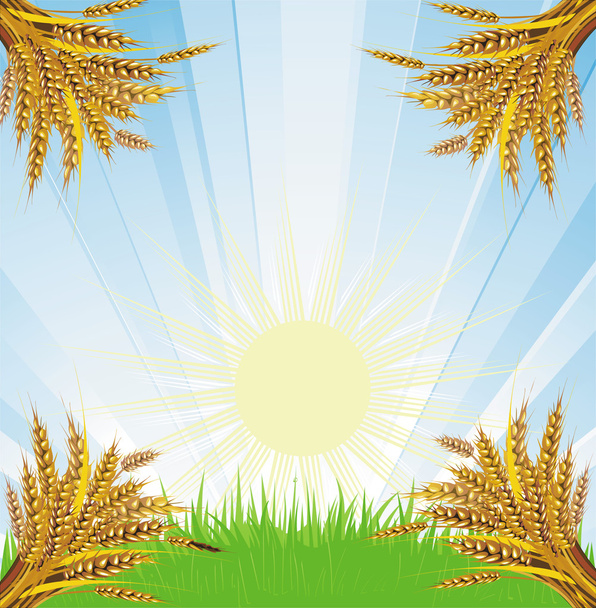 Wheat bunches - Vector, Image