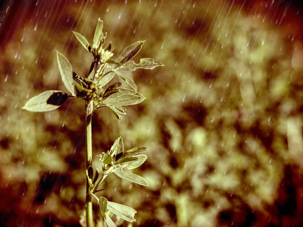 Kesä kukkivat niitty Kenttä ruoho taustalla
 - Valokuva, kuva