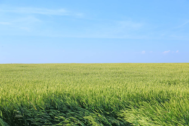 Campo de trigo joven en el día de verano
 - Foto, Imagen
