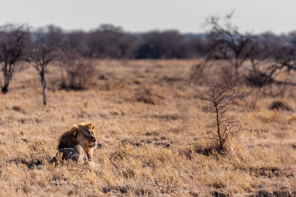 Αρσενικό λιοντάρι που αναπαύεται σε μια πεδιάδα - Φωτογραφία, εικόνα