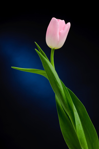 Tulip - Fotoğraf, Görsel