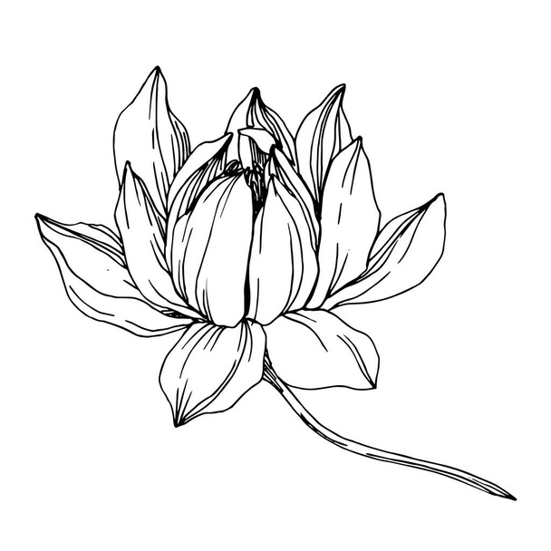 Vector Lotus floral botanical flowers. Black and white engraved ink art. Isolated lotus illustration element. - Vetor, Imagem