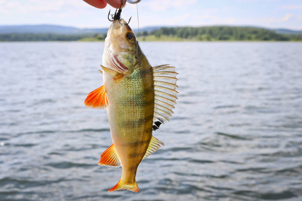 La perche fraîchement capturée est accrochée à un crochet sur un fond flou d'un lac et de montagnes. Pêche réussie
. - Photo, image