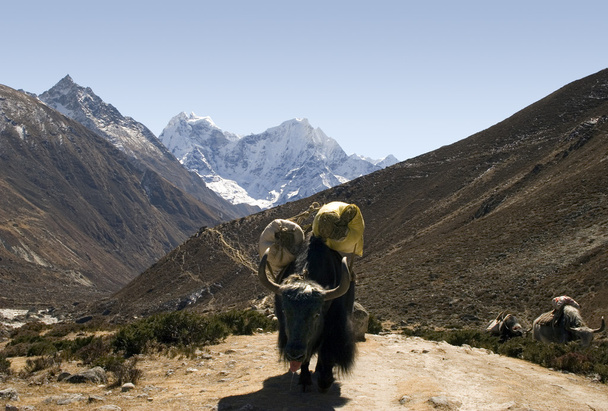 Ιμαλαΐων yak - Νεπάλ - Φωτογραφία, εικόνα
