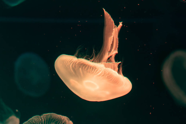Close-up Jellyfish, Medusa in fish tank with neon light. Jellyfi - Foto, Imagem