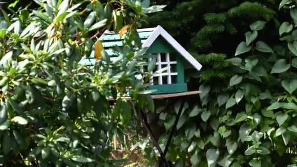 Zeitraffer-Aufnahme eines Vogelhauses, das bei warmem Wetter schlecht besucht ist - Filmmaterial, Video