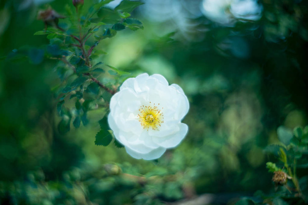 Розквіт білої догроси, розмитий фон природи
 - Фото, зображення