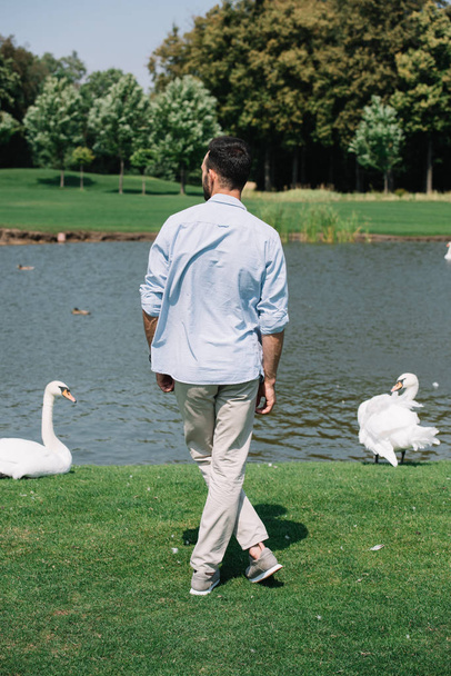 pohled na mladého muže stojícího poblíž jezera s bílými Labutí v parku - Fotografie, Obrázek