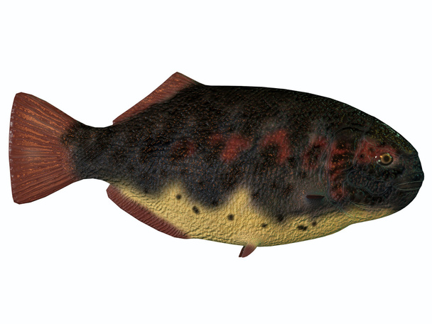 Dapedius Fish on White - Photo, Image
