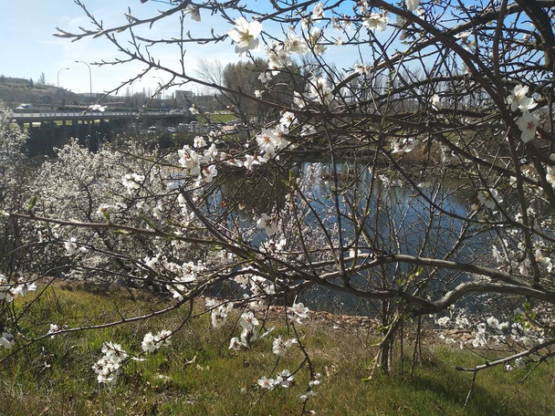 Bir nehrin yanındaki dallarda beyaz çiçekler. - Fotoğraf, Görsel