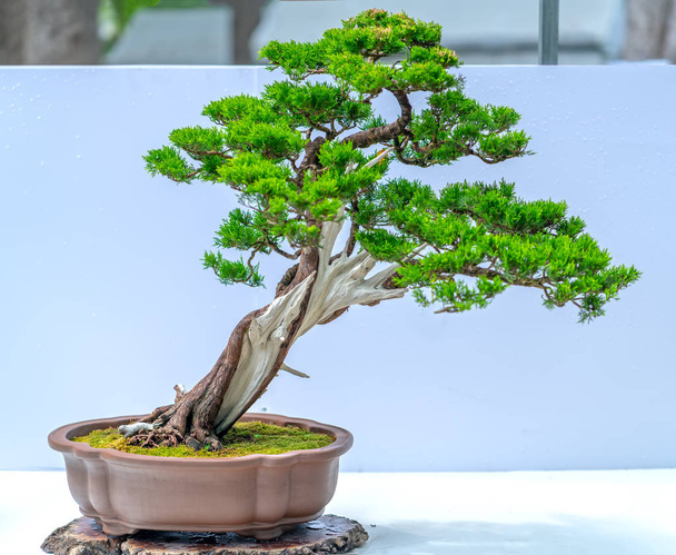 Vecchio albero bonsai verde isolato su sfondo bianco in una pianta in vaso creare bella arte in natura. Tutto da dire nella vita umana deve essere forte aumento, pazienza superare tutte le sfide per vivere bene e utile per la società
 - Foto, immagini