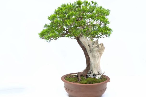 Vieux bonsaï vert isolé sur fond blanc dans une plante en pot créer un bel art dans la nature. Tout à dire dans la vie humaine doit être forte montée, la patience surmonter tous les défis pour vivre bien et utile à la société
 - Photo, image