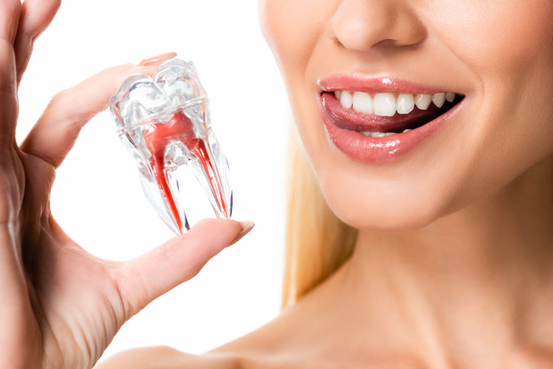 cropped view of woman with white teeth holding tooth model isolated on white - Foto, Imagen