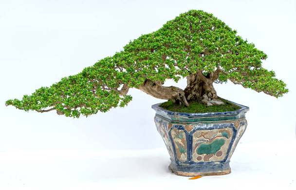 Zielone stare drzewo Bonsai na białym tle w doniczce stworzyć piękną sztukę w przyrodzie. Wszystko do powiedzenia w życiu ludzkim musi być silny wzrost, cierpliwość przezwyciężyć wszystkie wyzwania, aby żyć dobrze i pożyteczne dla społeczeństwa - Zdjęcie, obraz