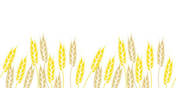 Seamless border, hand drawn wheat ears on white background. Vector illustration - Vector, Image