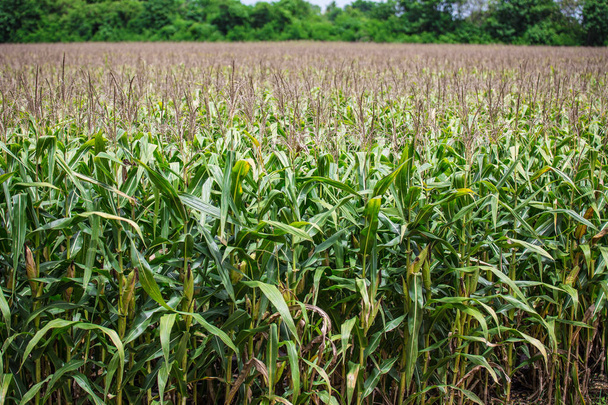 Beaux champs de maïs
 - Photo, image