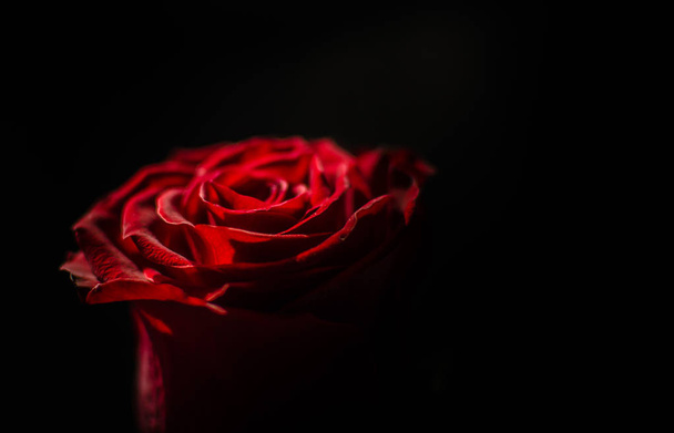 Luxe Red Rose macro - Foto, afbeelding