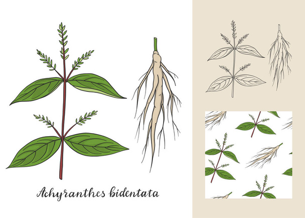 Achyranthes bidentata set with seamless patterns. - Vector, Image