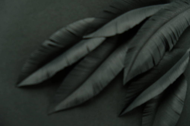 The feathers of a bird made of black paper on black background. Black on black - Foto, immagini