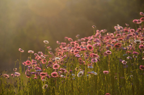 Prairie de fleurs australienne Everlasting Daisy dans la douce lumière dorée de l'après-midi. Aussi connu sous le nom de fleurs de paille et marguerites de papier
. - Photo, image
