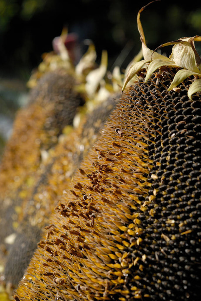 Свіжозбираний соняшник з дозрілим насінням крупним планом. Невелика глибина різкості
 - Фото, зображення