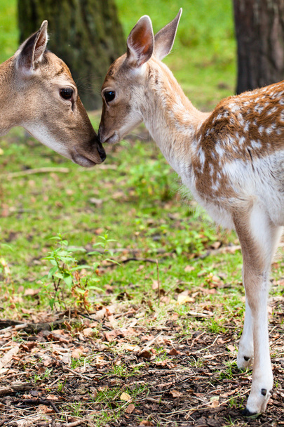 Young Fallow Deer over blurred background - Photo, Image